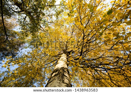 branches of young birch with yellow autumn foliage hanging from a tree and lit by sunlight the bottom view ,of the tree looks like specific signs of the autumn season.