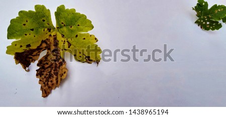 Background of grape leaves .jpg