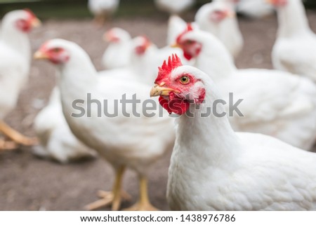 white organic chicken free range Royalty-Free Stock Photo #1438976786