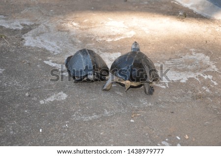 Pair of turtles in the wild