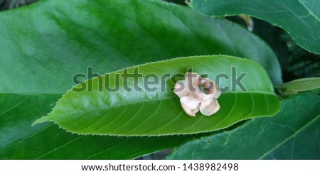 A beautiful flower on a green leaf from the nature of bangladesh.
