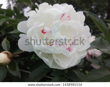 an exquisite white peony with buds