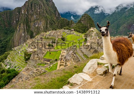 Llama posing with the Machu Picchu monuments in the background. Royalty-Free Stock Photo #1438991312