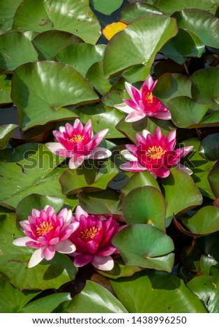 Group of flowering water lilies between bowl-shaped flat, floating leaves. Blooming pink waterlilies with green leaves. Floral beauty. Portrait, vertical composition.
