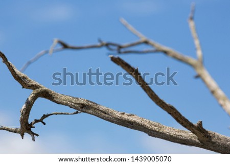 Composition with dead oak and blue sky, Madrid, Spain. (Horizontal)