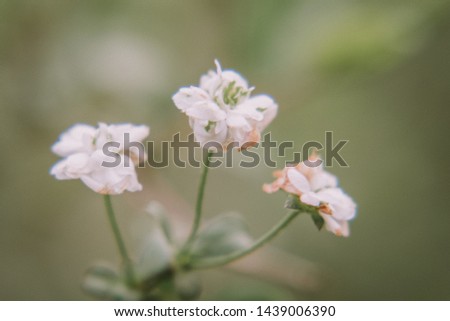 Macro photo of small pink flowers