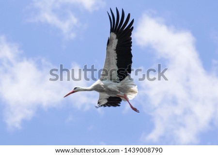 Stork in full flight in Madrid, Spain.