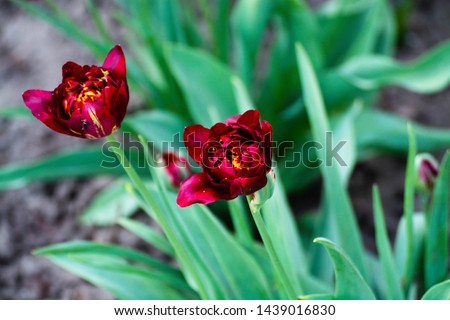 Close up view of colored flowers. Picturesque tulips in green countryside background. Spring day postcard concept. Floral concept design. Macro garden decorations. Bloom light nature background flora.