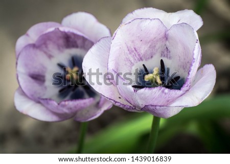 Close up view of colored flowers. Picturesque tulips in green countryside background. Spring day postcard concept. Floral concept design. Macro garden decorations. Bloom light nature background flora.