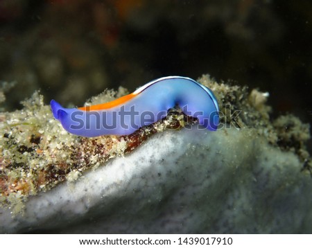 Closeup and macro shot of Red-tipped Flatworm in Mabul Island, Semporna, Tawau. Sabah, Malaysia. Borneo.