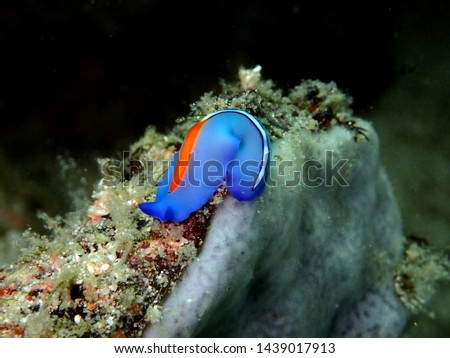 Closeup and macro shot of Red-tipped Flatworm in Mabul Island, Semporna, Tawau. Sabah, Malaysia. Borneo.