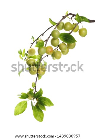 Wild yellow plums with leaves and twigs, isolated on white background