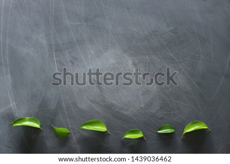 education and business concept. Top view banner of green leaves over classroom blackboard background