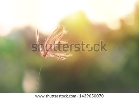 Swollen finger grass or windmill grass backlitght glow against the sunlight on blurred high mountain background. Windmill grass at sunrise