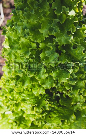 Very toll grown lettuce on the ground. Fresh native vegetable. Sustainable lifestyle. Family vegetable garden.