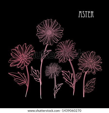 Decorative aster flowers, design elements. Can be used for cards, invitations, banners, posters, print design. Floral background in line art style