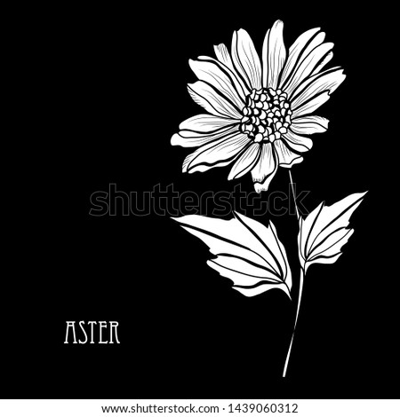 Decorative aster flowers, design elements. Can be used for cards, invitations, banners, posters, print design. Floral background in line art style