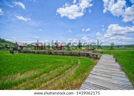 Beautiful rice fields and hut in Hong Bier , Phayamengrai, Chiang Rai, Thailand 