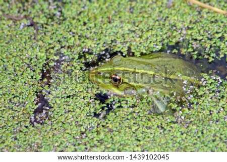 Green frog (Pelophylax perezi) hiding under the surface of its pond in Lugo, Galicia, Spain.