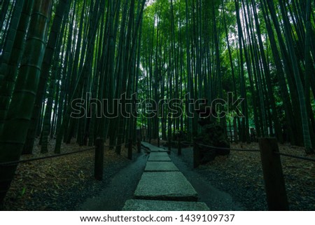 Photograph of park of bamboo forest