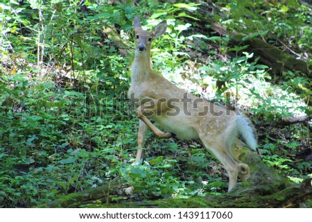 A doe in the woods posing for the picture