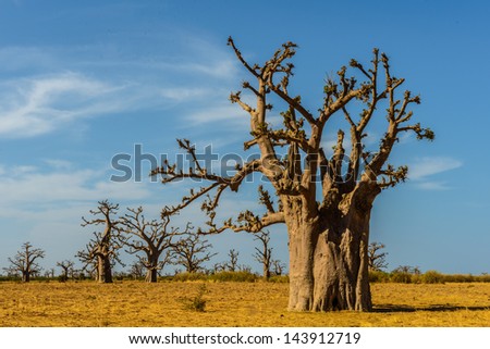 Baobab tree in Africa