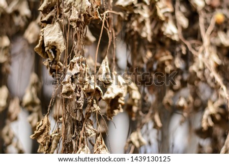Nature background with brown color of dry leaf on sunshine day