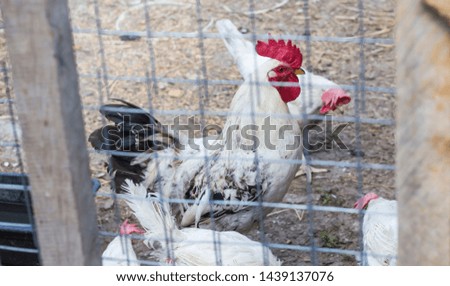 multicolored cock among hens in the henhouse
