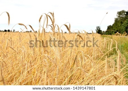 ears of ripe wheat on a background
