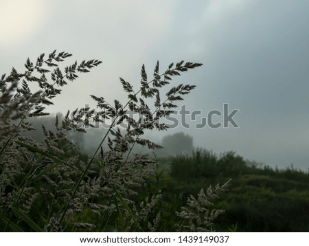 Blooming inflorescences of grass spikes on a foggy morning