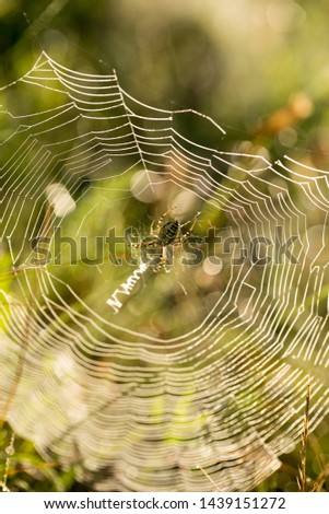 Spider web in the morning, drops of dew on a spider web