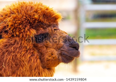 A reddish brown furry alpaca profile with blurry fence in background at farm