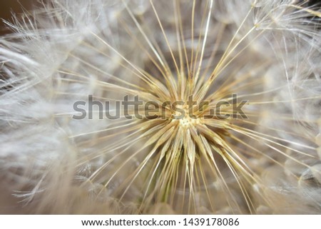 Brazilian dandelion flower close up