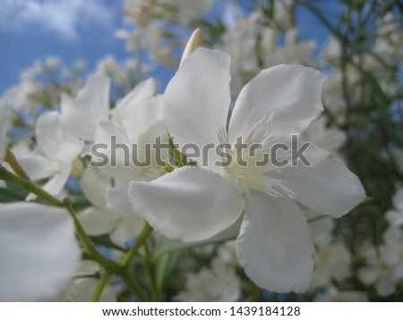 macro photo with decorative background of beautiful delicate flowers with white petals of oleander shrub plant for landscaping as a source for prints, posters, Wallpaper, decoration, decor