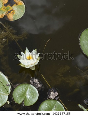 Blooming Nymphaea alba, European white water lily
