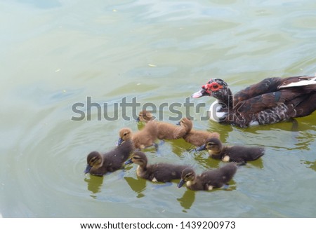 Domestic duck female swims in a pond with her ducklings.