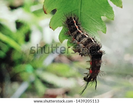 Hairy butterfly larva hanging down from a leaf's tip.
