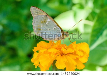 Beautiful macro flower on a green background with butterfly. Flower in the park