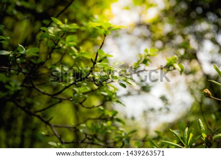 Beautiful Nature background. Growing foliage of a tree in sun rays in a forest. 