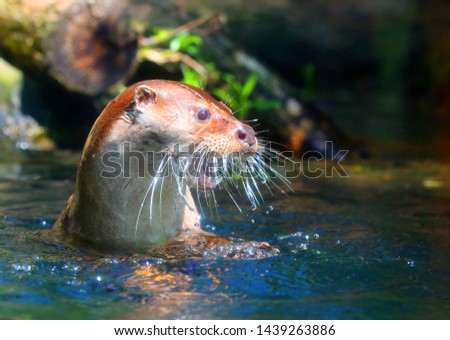 The European Otter - Lutra lutra swimming and hunting in Uhlava River. This animal is dangerous pest for fish farm and aquaculture. Wildlife in National Park Sumava. Czech Republic, Europe.