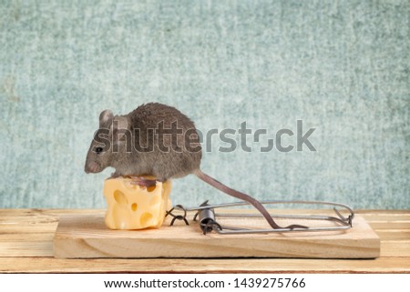 Mouse eating cheese of the trap