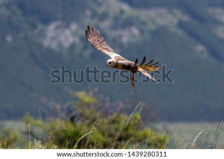 Marsh Harrier in flight (Circus Aeruginosus) Wildlife animal