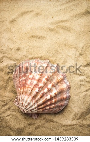 Clam shell on the beach