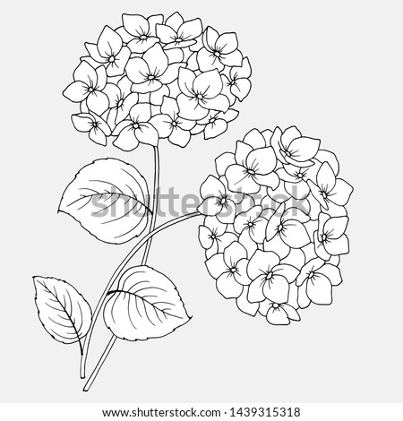 Hydrangea Hortensia Ajisai Flowers Lacecap Royalty Free Stock Vector Avopix Com