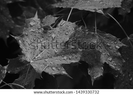 Maple leaves with water drops after the rain black and white photo