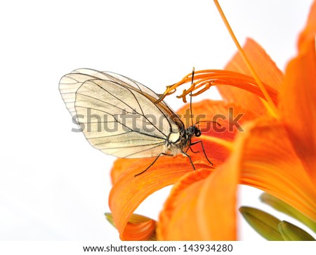 Orange flower, on the flower is perched butterfly isolated on white background.
