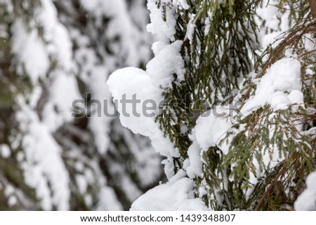 Spruce branches with green needles covered with deep fresh clean snow on blurred outdoors background. Merry Christmas and Happy New Year greeting card.