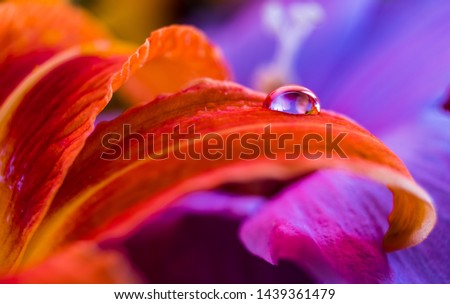 Macro photography of flowers : water droplets refraction  Royalty-Free Stock Photo #1439361479