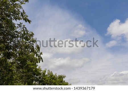 Blue sky, white clouds and green tree branches. Background texture for design.