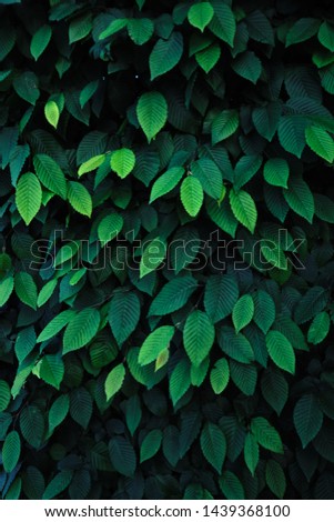 the dark green leaves of the Bush